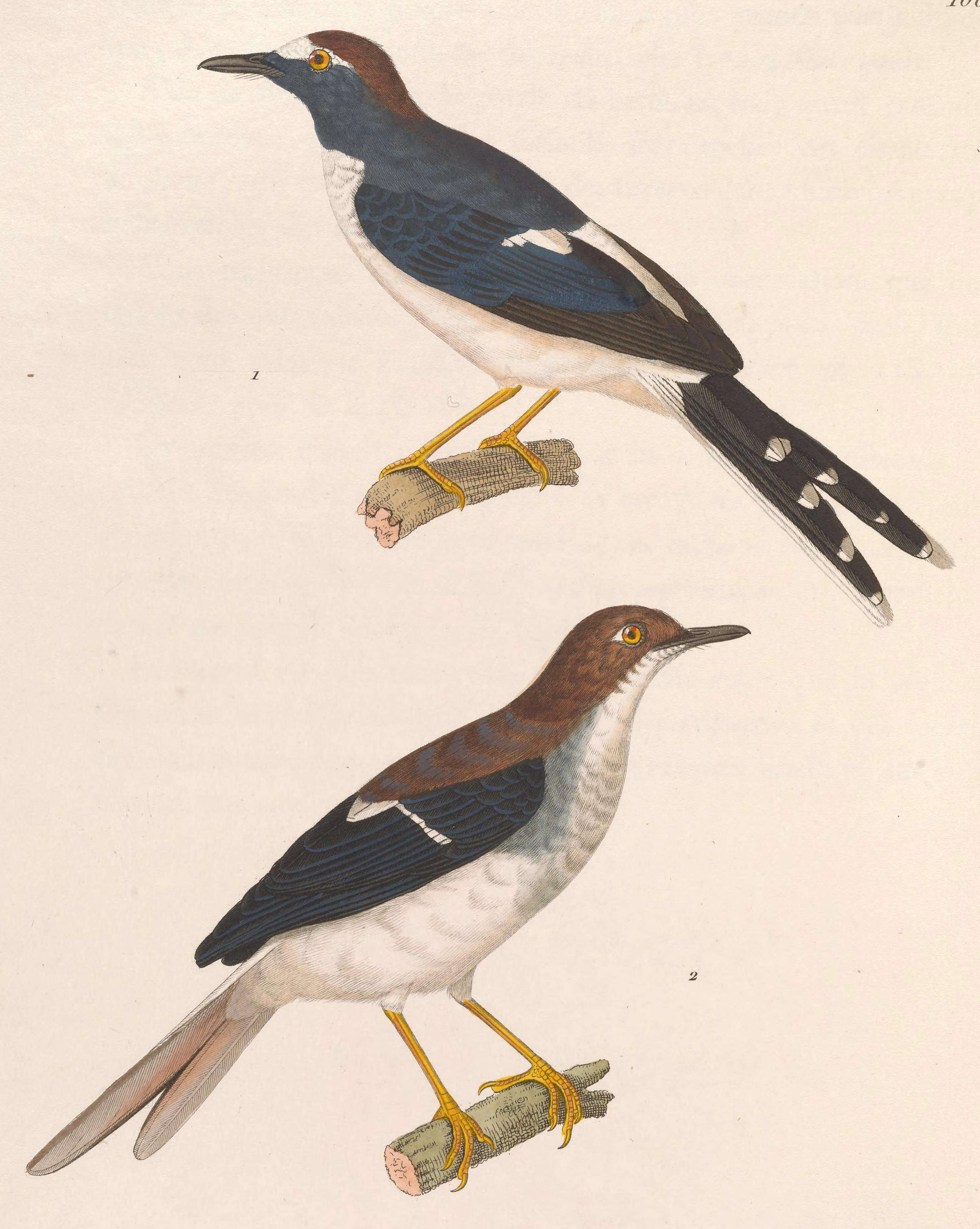 Imagem de Enicurus velatus Temminck 1822
