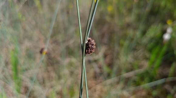 Image de Chorizandra enodis Nees