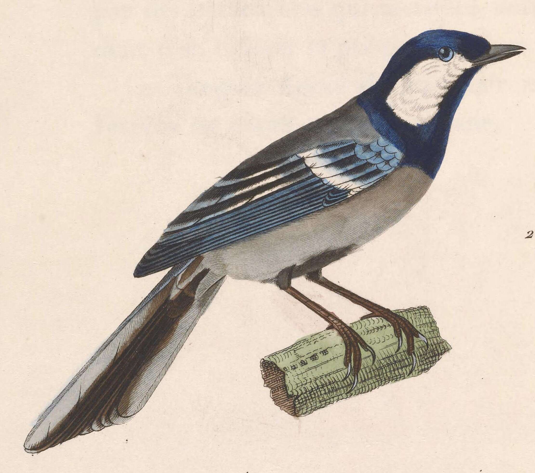 Image of Parus Linnaeus 1758