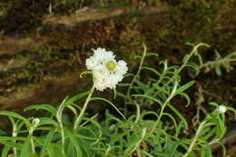 Image of Mount Yushan Pearly Everlasting