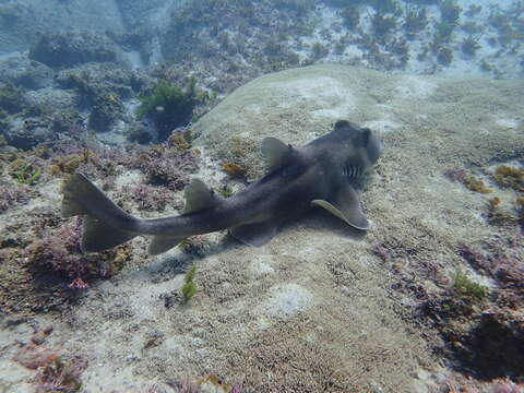 Image of Crested Bullhead Shark