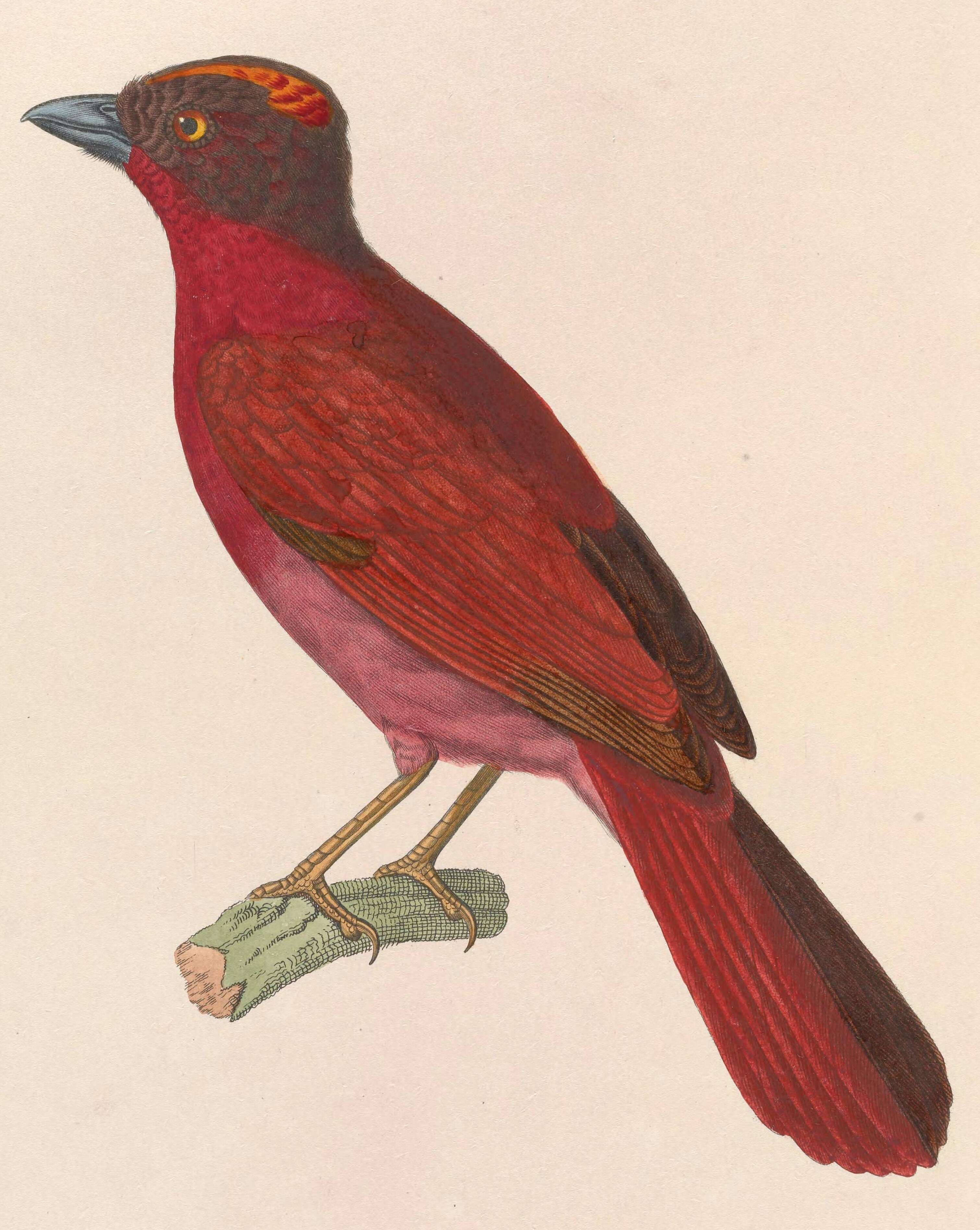 Image of cardinals