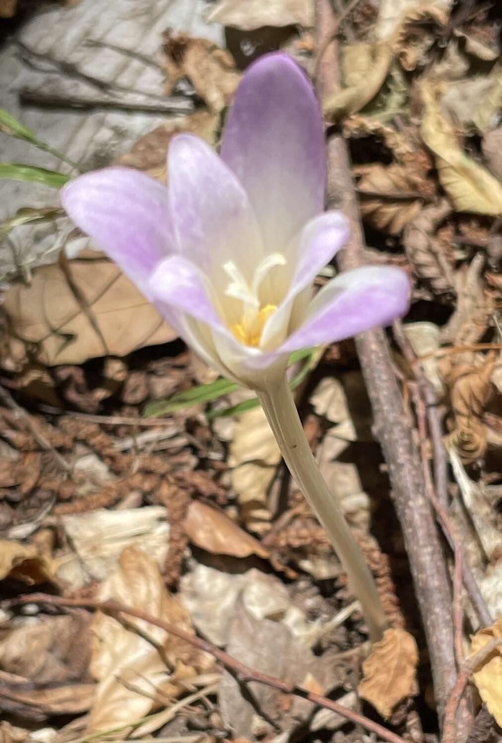 Image of Colchicum lusitanum Brot.