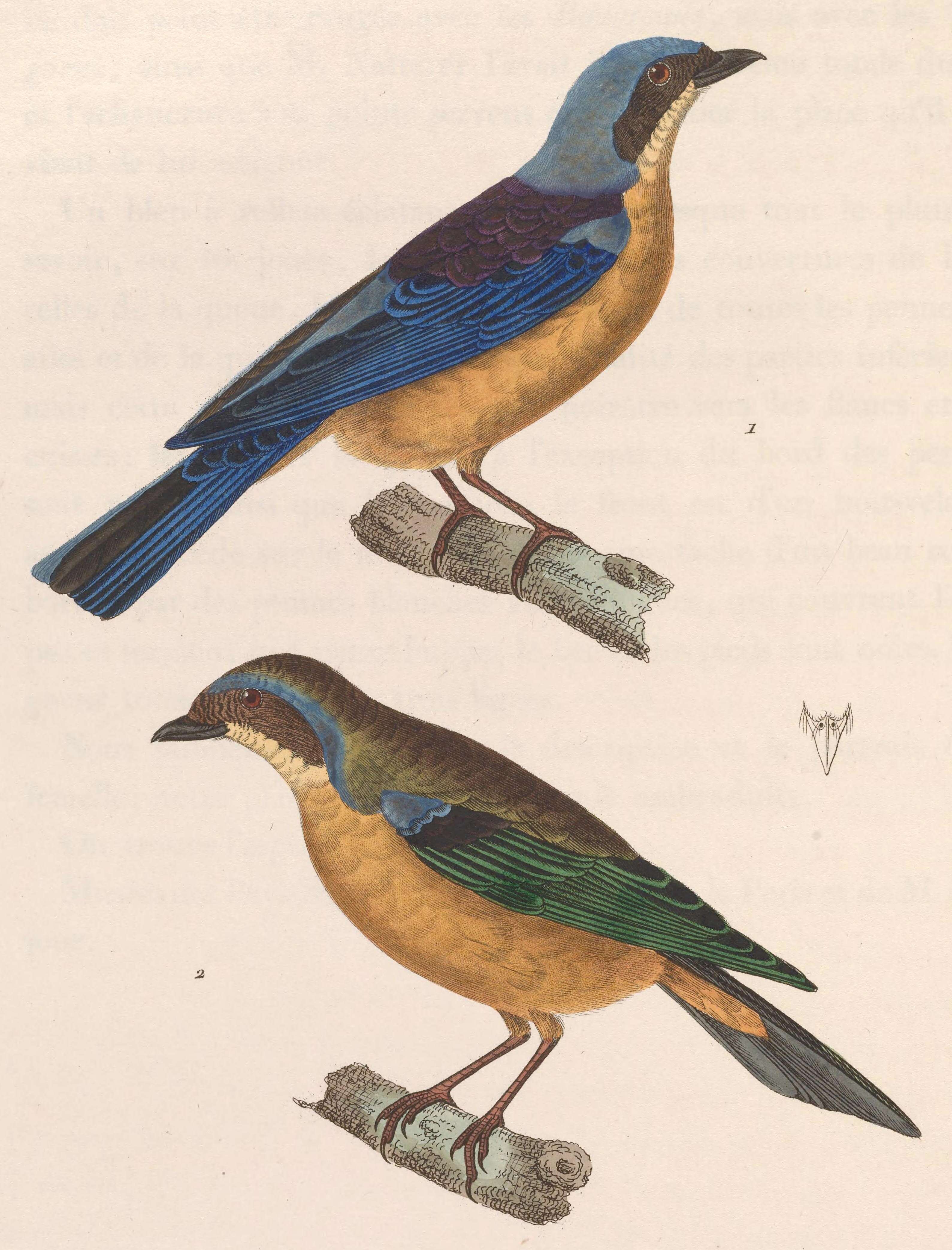 Image de Pipraeidea Swainson 1827