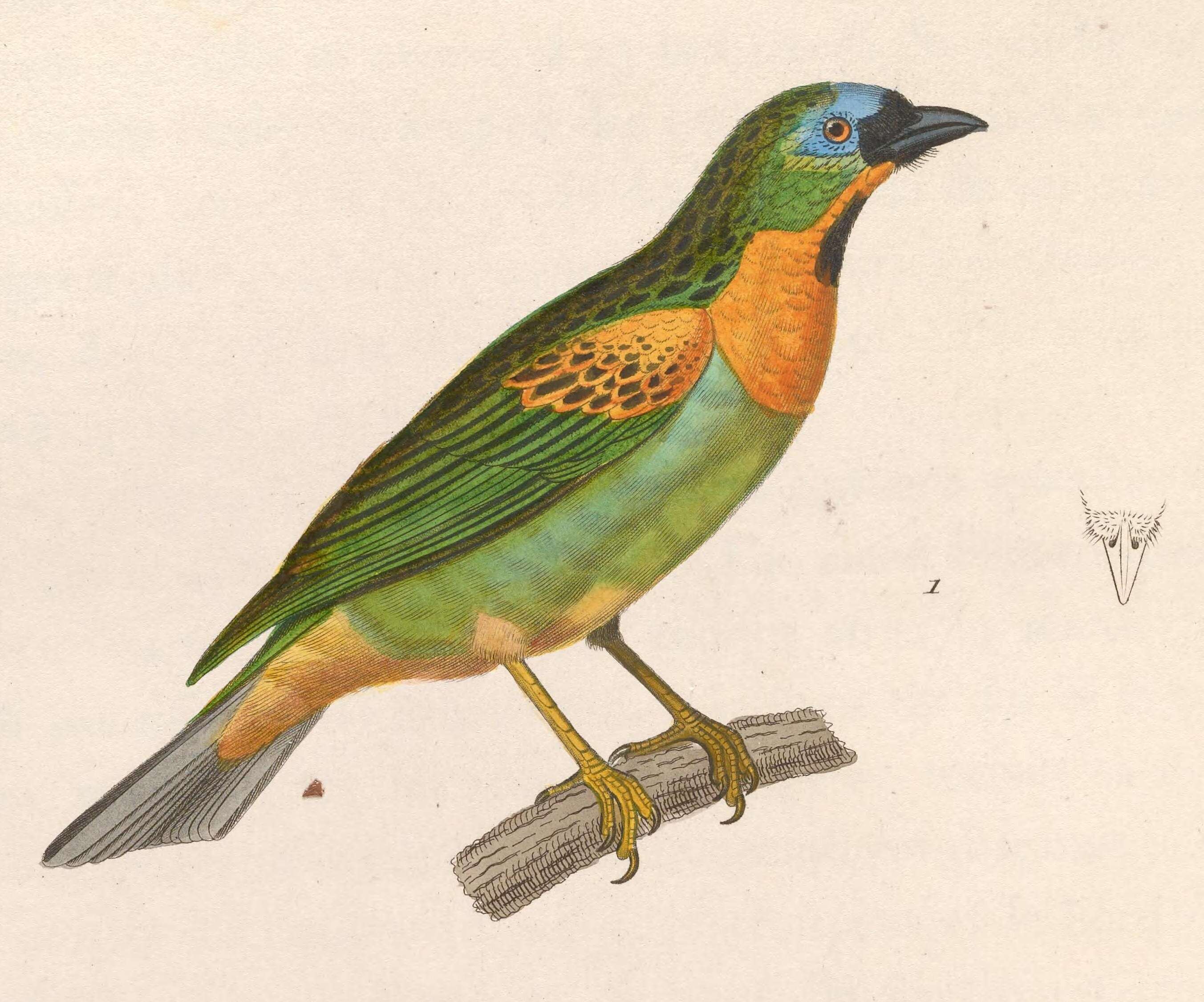 Image of Brassy-breasted Tanager