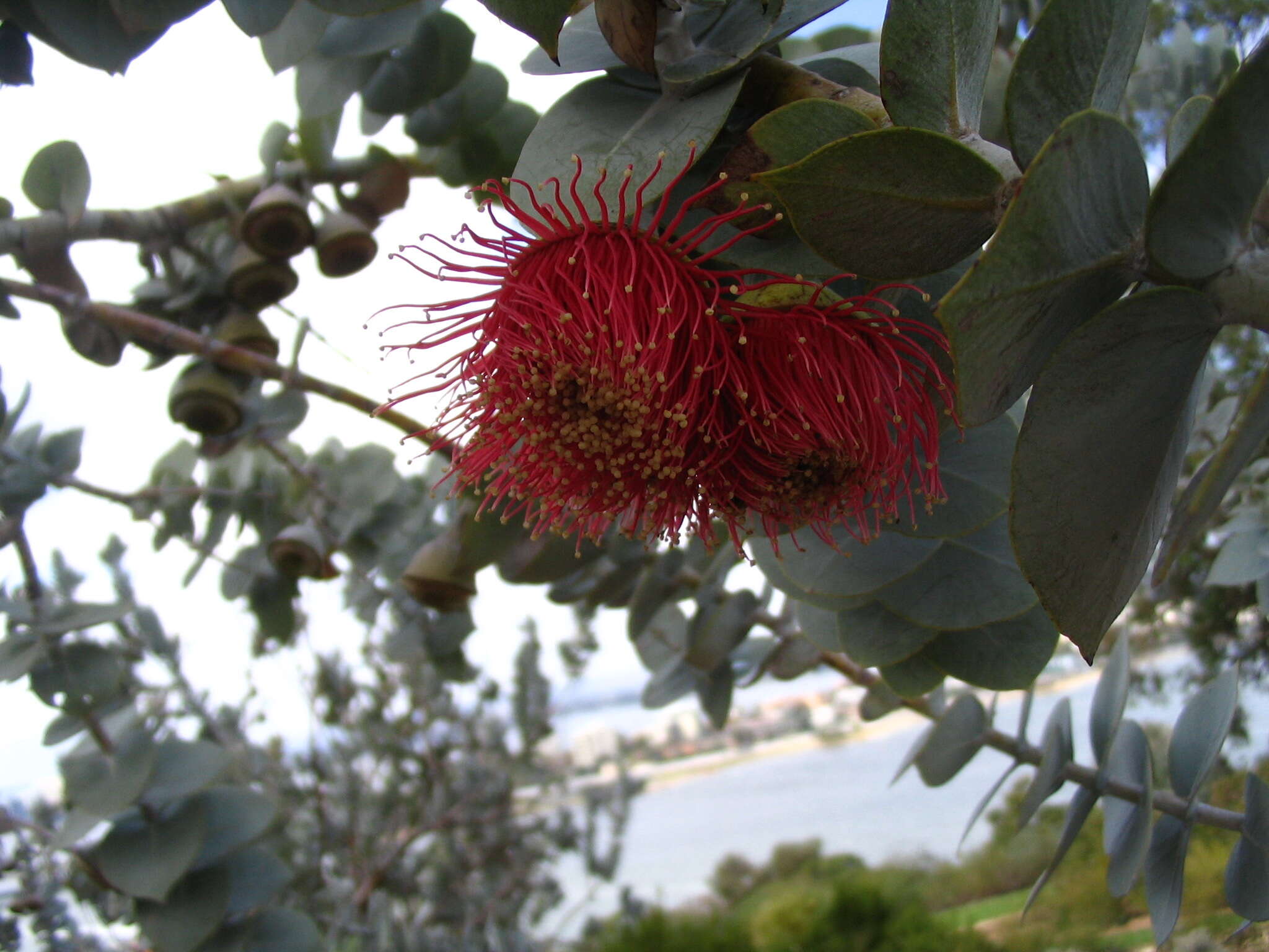 Image of Eucalyptus rhodantha Blakely & Steedm.