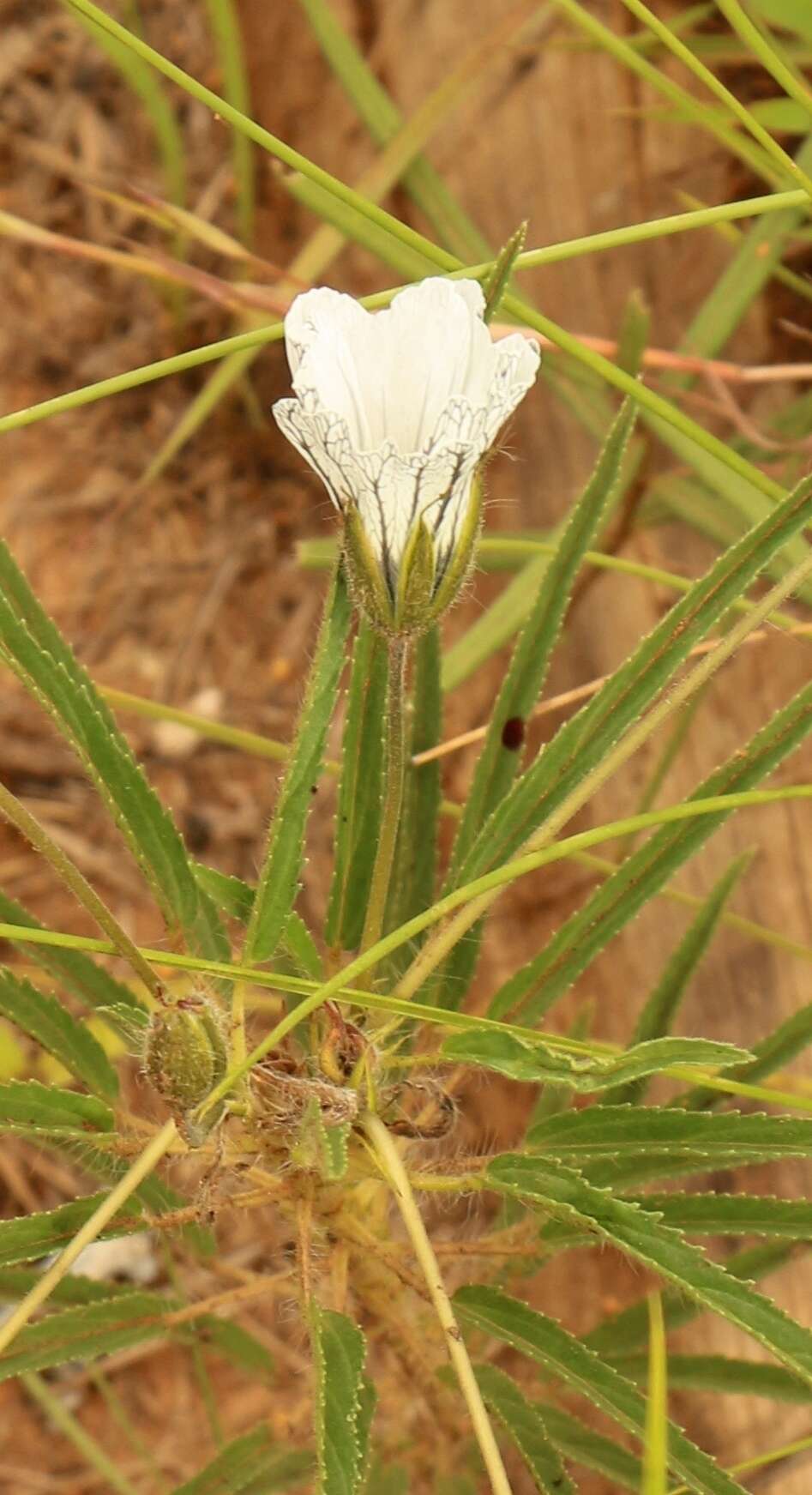 Image of Monsonia attenuata Harv. & Sond.