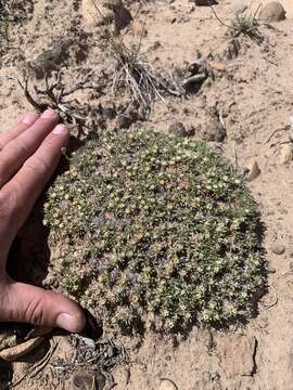 Image of Woodside buckwheat