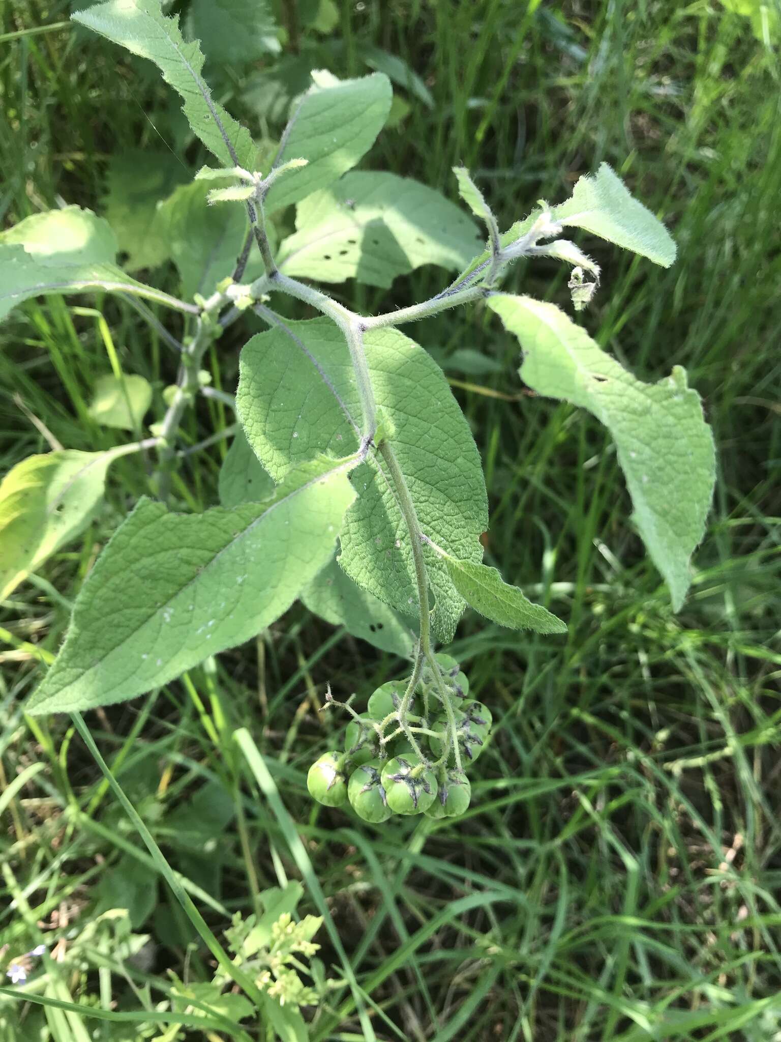 Imagem de Solanum bulbocastanum Dun.