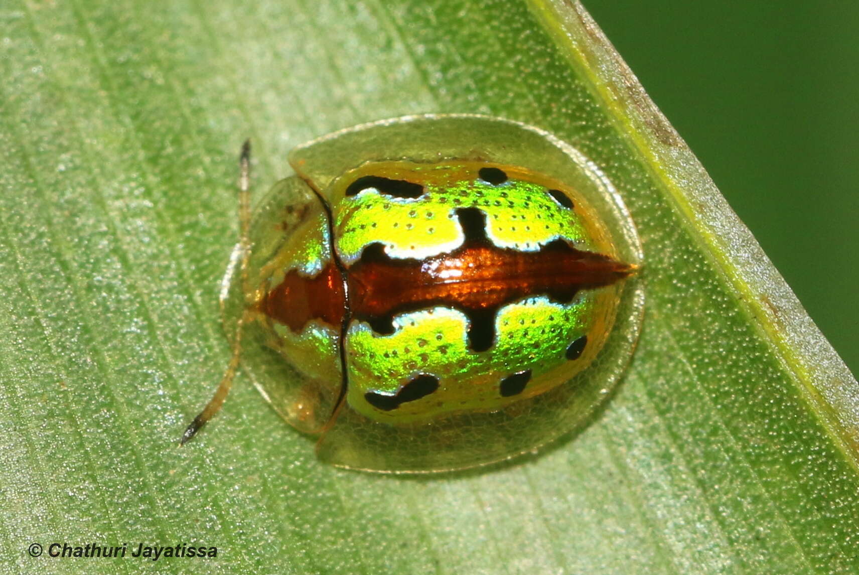 Слика од Chiridopsis marginata (Weise 1901)