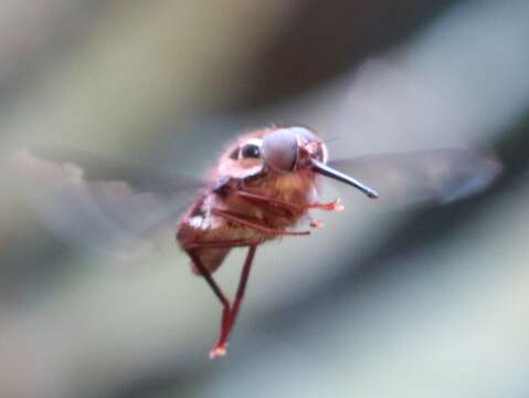 Image of Trichophthalma philippii (Rondani 1863)