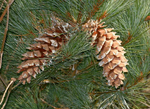 Image of Mexican White Pine