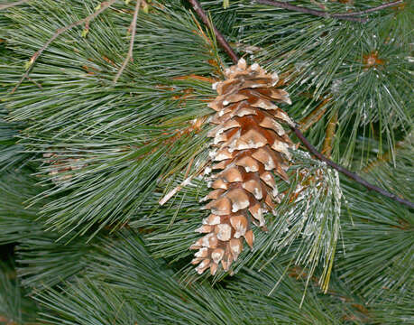 Image of Mexican White Pine