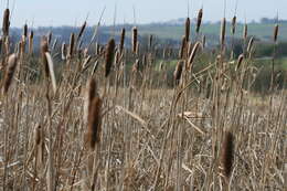 Image of broadleaf cattail