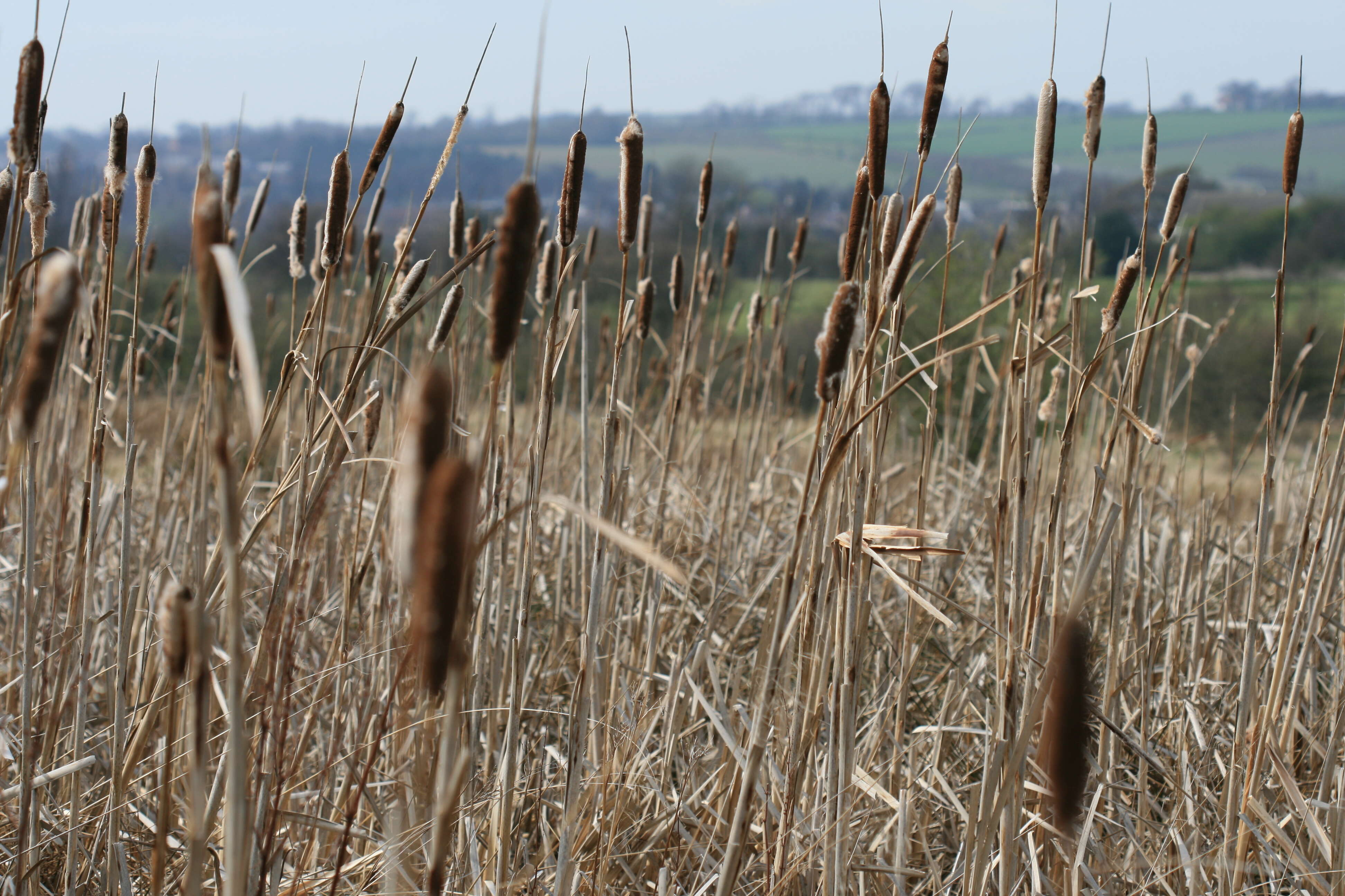 Image of broadleaf cattail