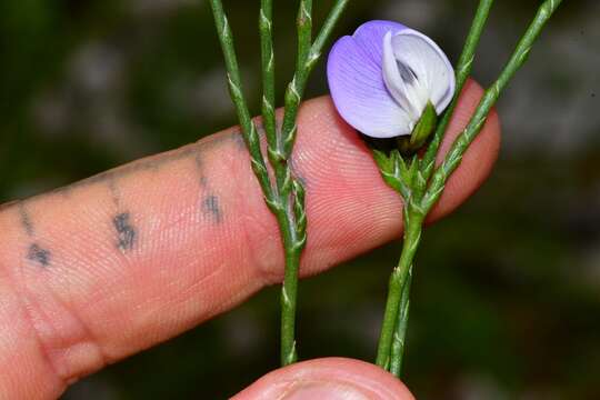 Image de <i>Psoralea congesta</i>