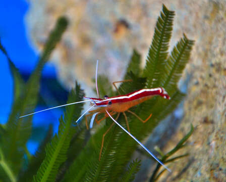 Image of Scarlet cleaner shrimp