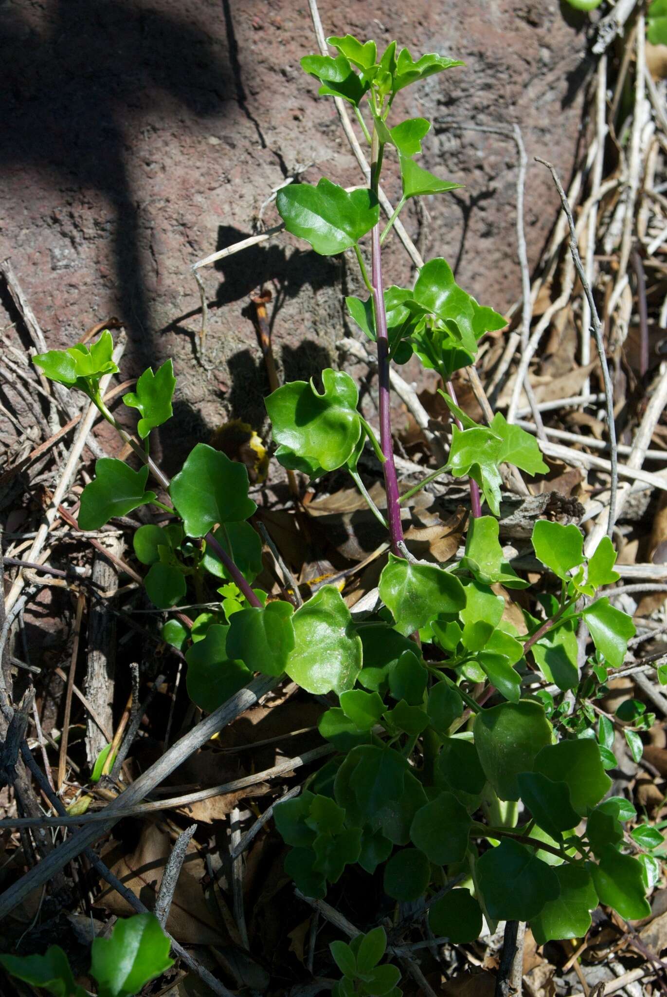 Plancia ëd Senecio angulatus L. fil.