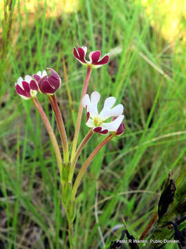 Image of Zaluzianskya natalensis Bernh.