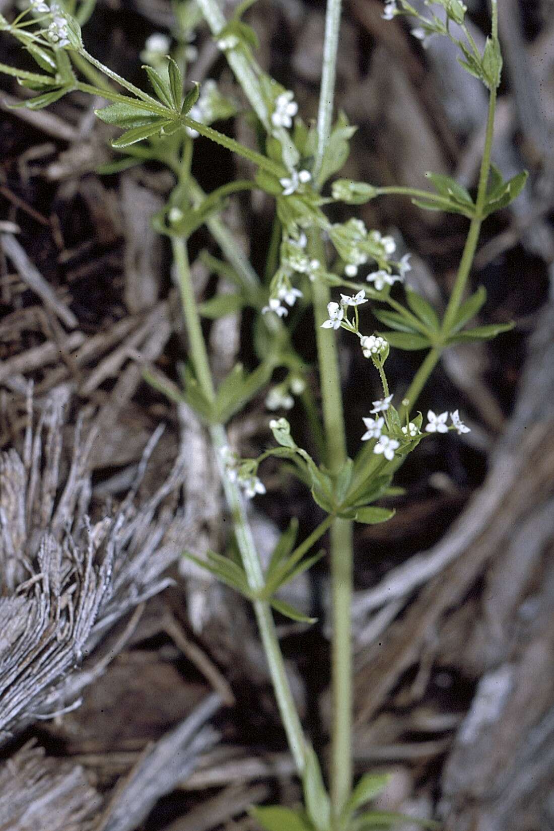 Image of Rough bedstraw