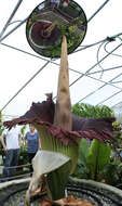 Amorphophallus titanum (Becc.) Becc. resmi