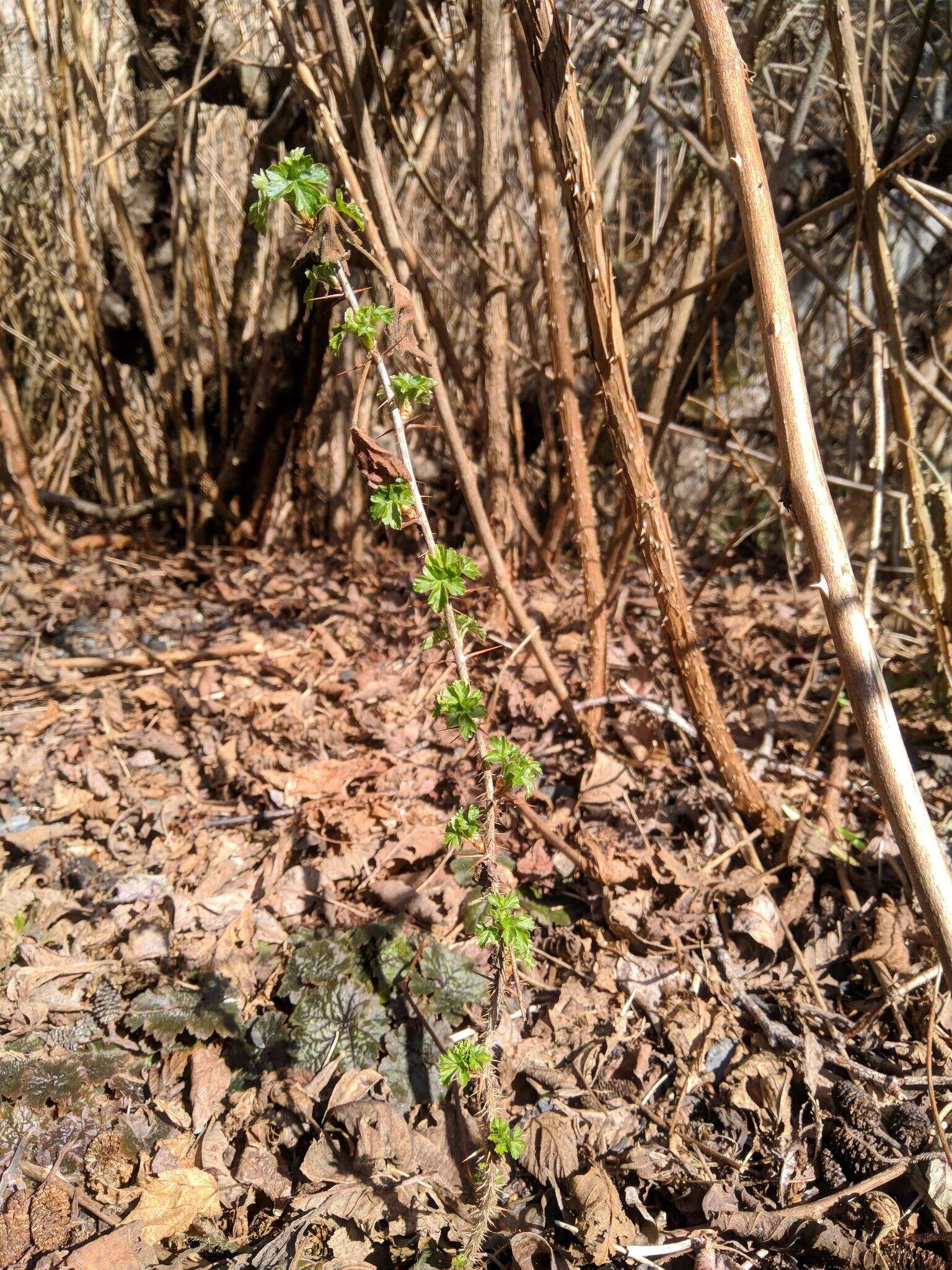 Plancia ëd Ribes divaricatum Dougl.