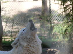 Image of Arctic wolf