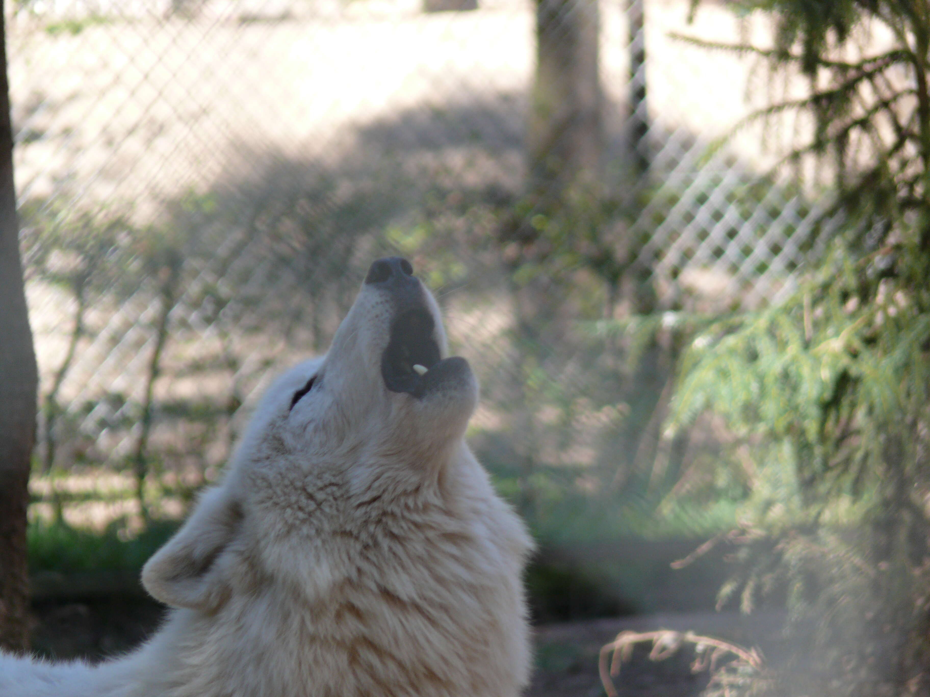 Image of Arctic wolf