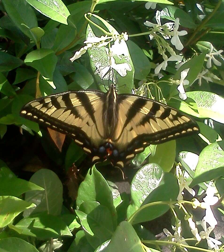 صورة Papilio rutulus Lucas 1852