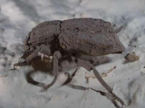 Image of Pelecyphorus (Astrotus) regularis (Horn 1870)