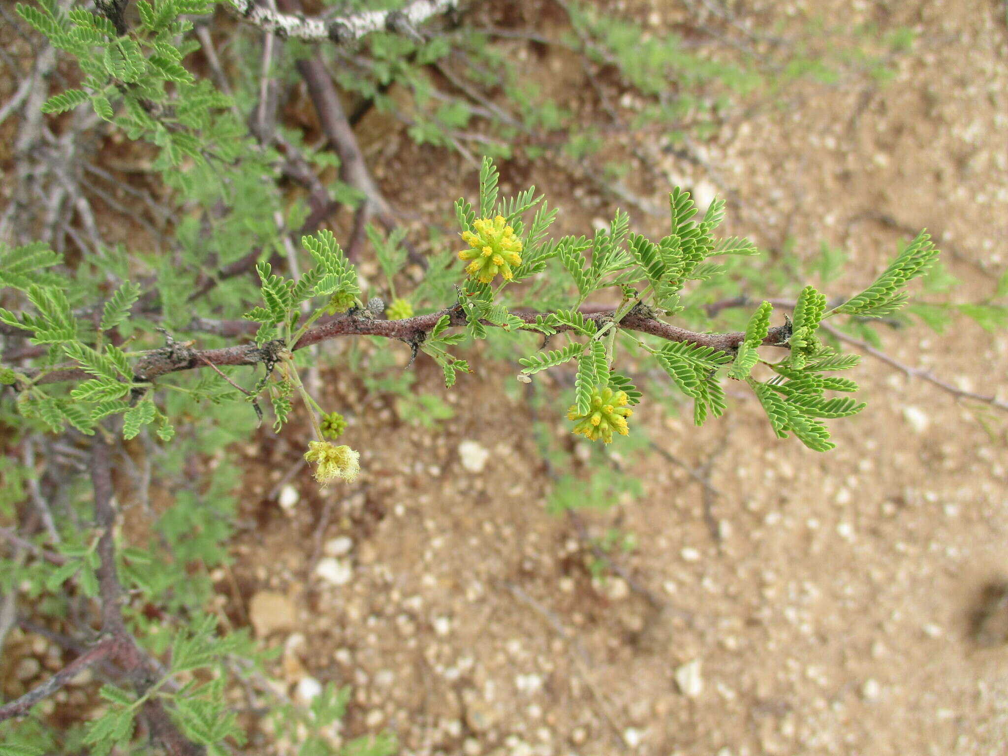 Image of Vachellia reficiens subsp. reficiens