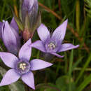 Imagem de Gentianella germanica subsp. germanica