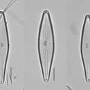 Image of Gomphoneis eriensis (Grunow) Skvortzov & Meyer 1928