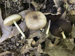 Imagem de Agaricus pocillator Murrill 1941