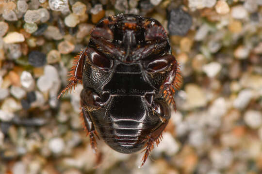 Image of Hypocaccus (Hypocaccus) lucidulus (J. L. Le Conte 1851)