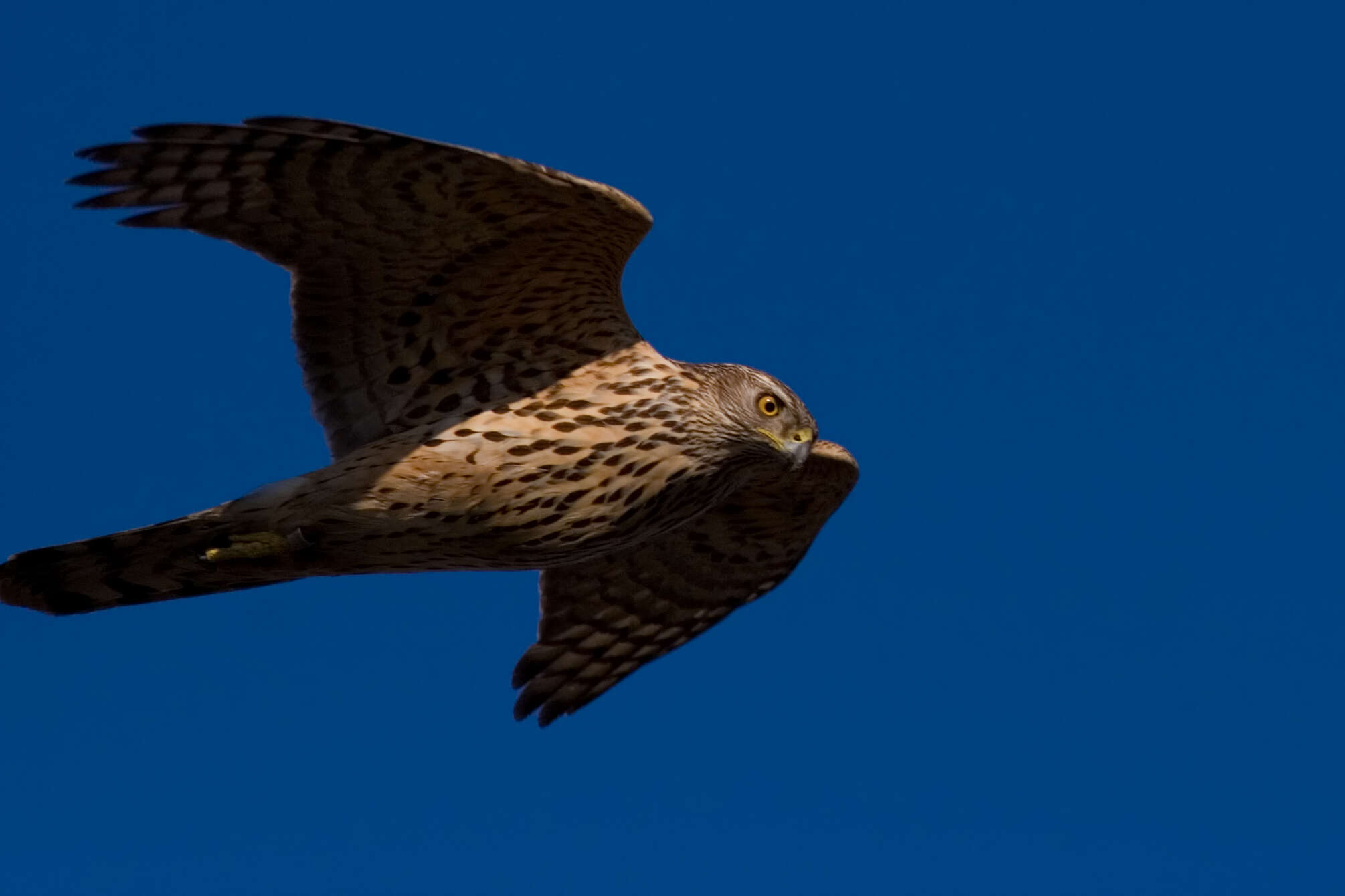 Image of Eurasian Goshawk