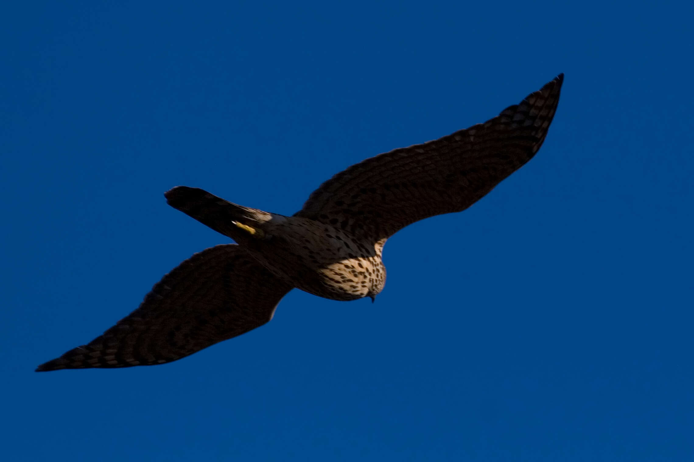 Image of Eurasian Goshawk