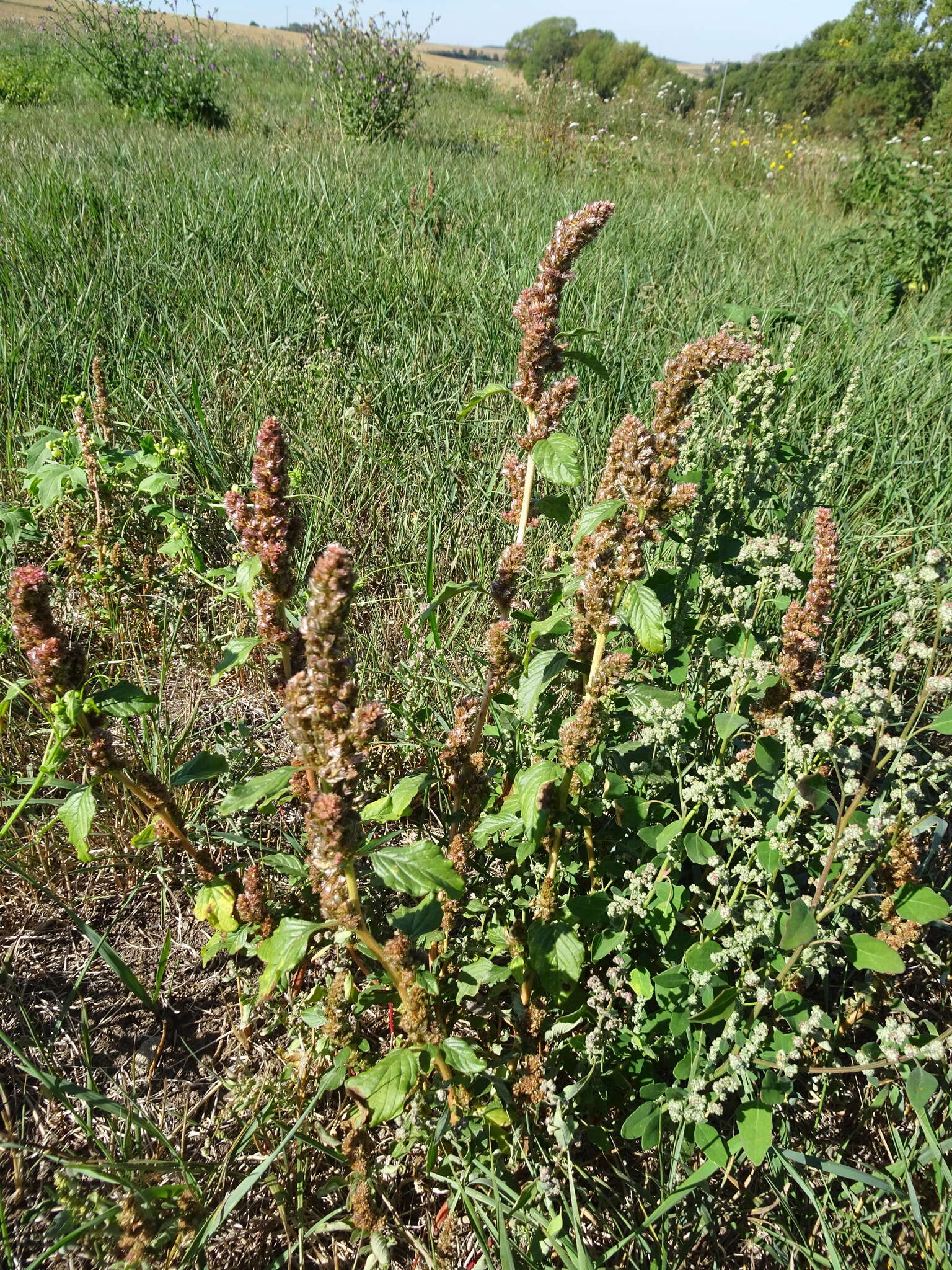 Imagem de Amaranthus powellii S. Wats.