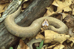 Image of Cottonmouth