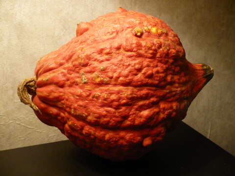 Image of Buttercup Squash