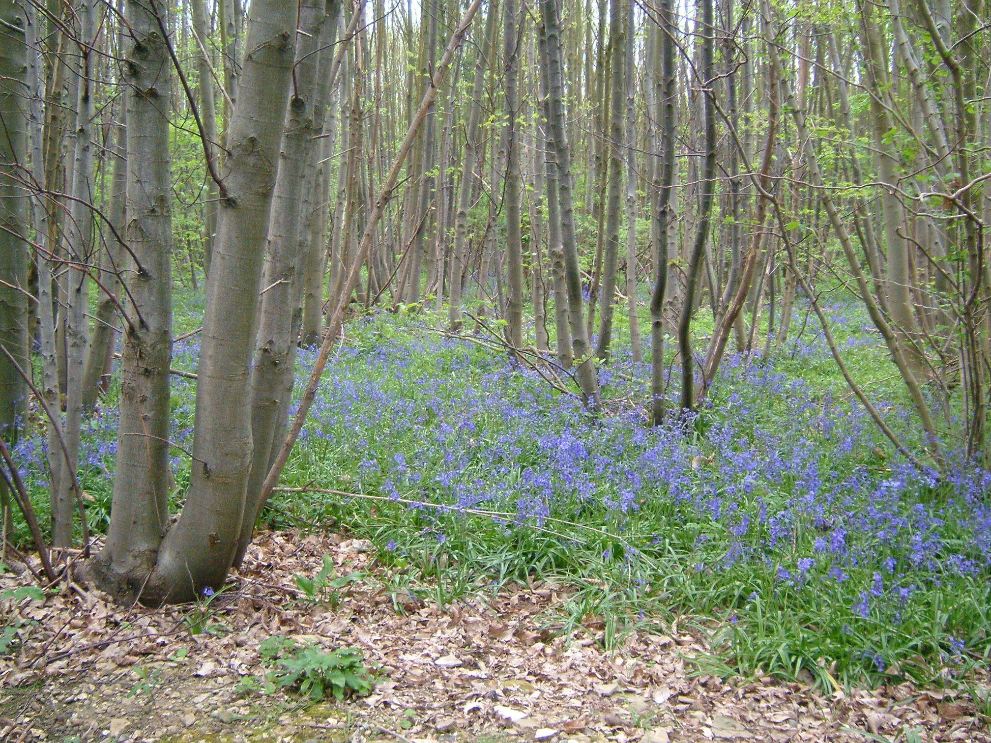 Image de jacinthe des bois