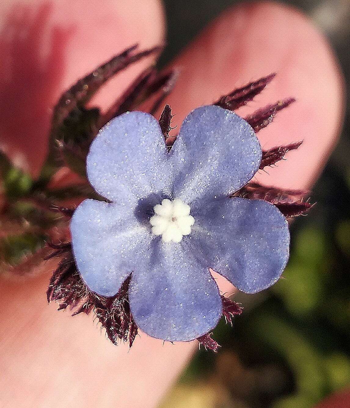 Image of Anchusa thessala Boiss. & Spruner