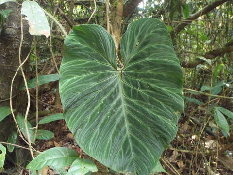 Image of Philodendron verrucosum L. Mathieu ex Schott