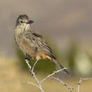 Image of Great Shrike-Tyrant