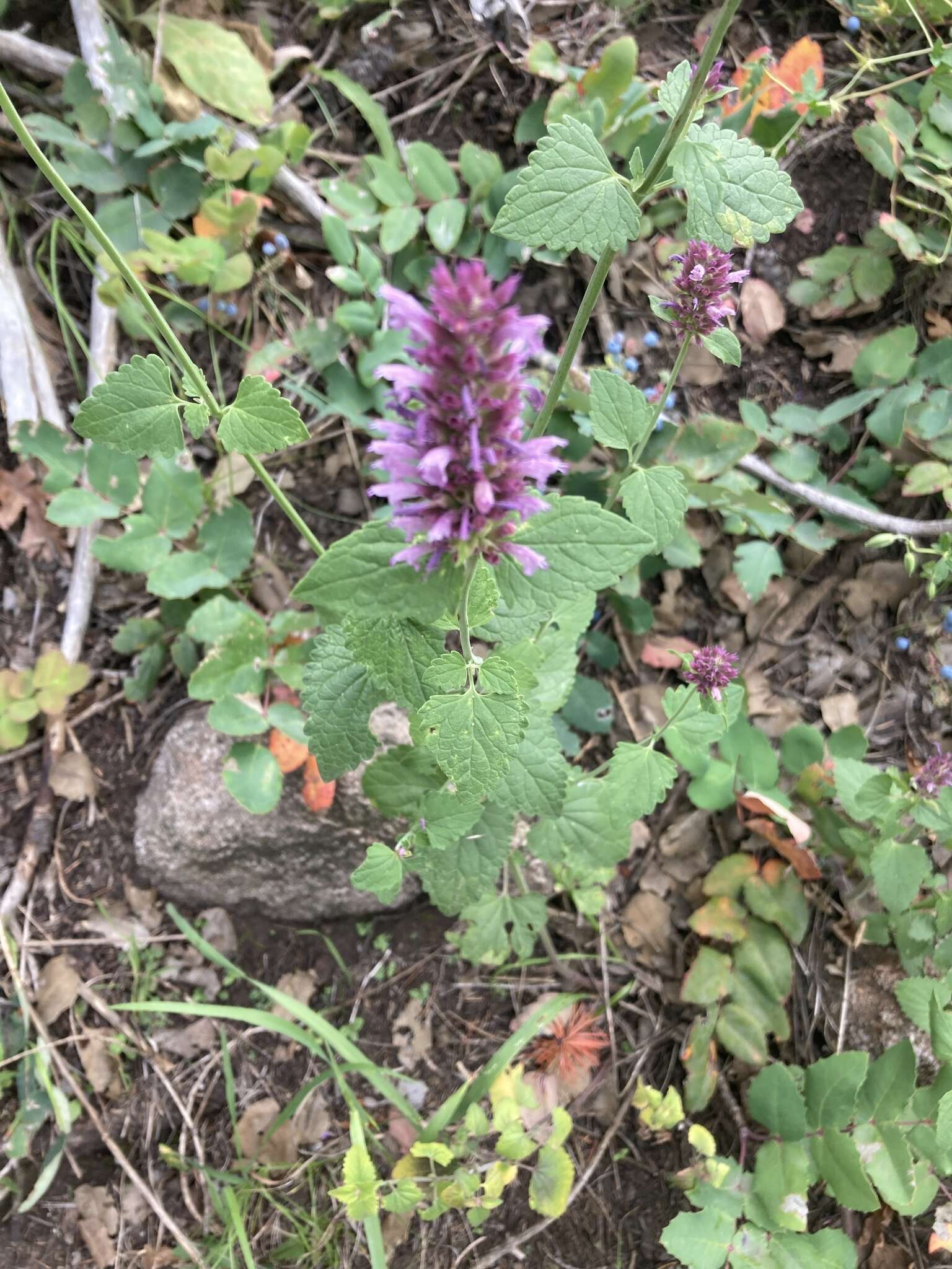 Imagem de Agastache pallidiflora subsp. neomexicana (Briq.) Lint & Epling