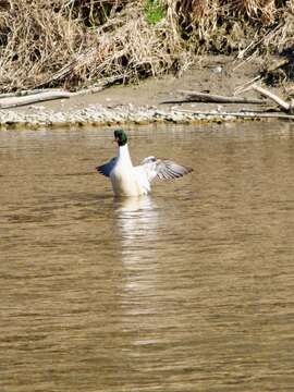 Image of Mergus merganser merganser Linnaeus 1758