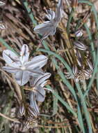 Image of onionweed