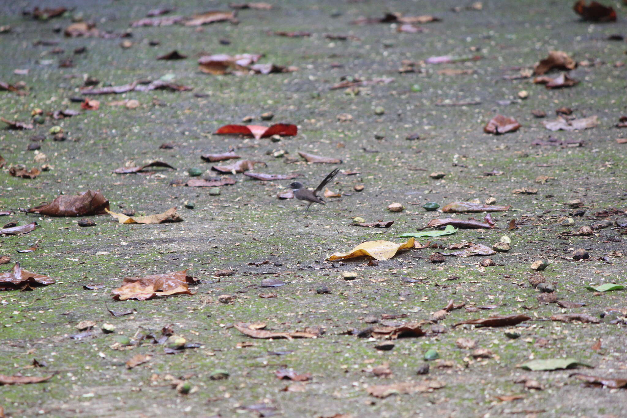 Image of Malaysian Pied Fantail