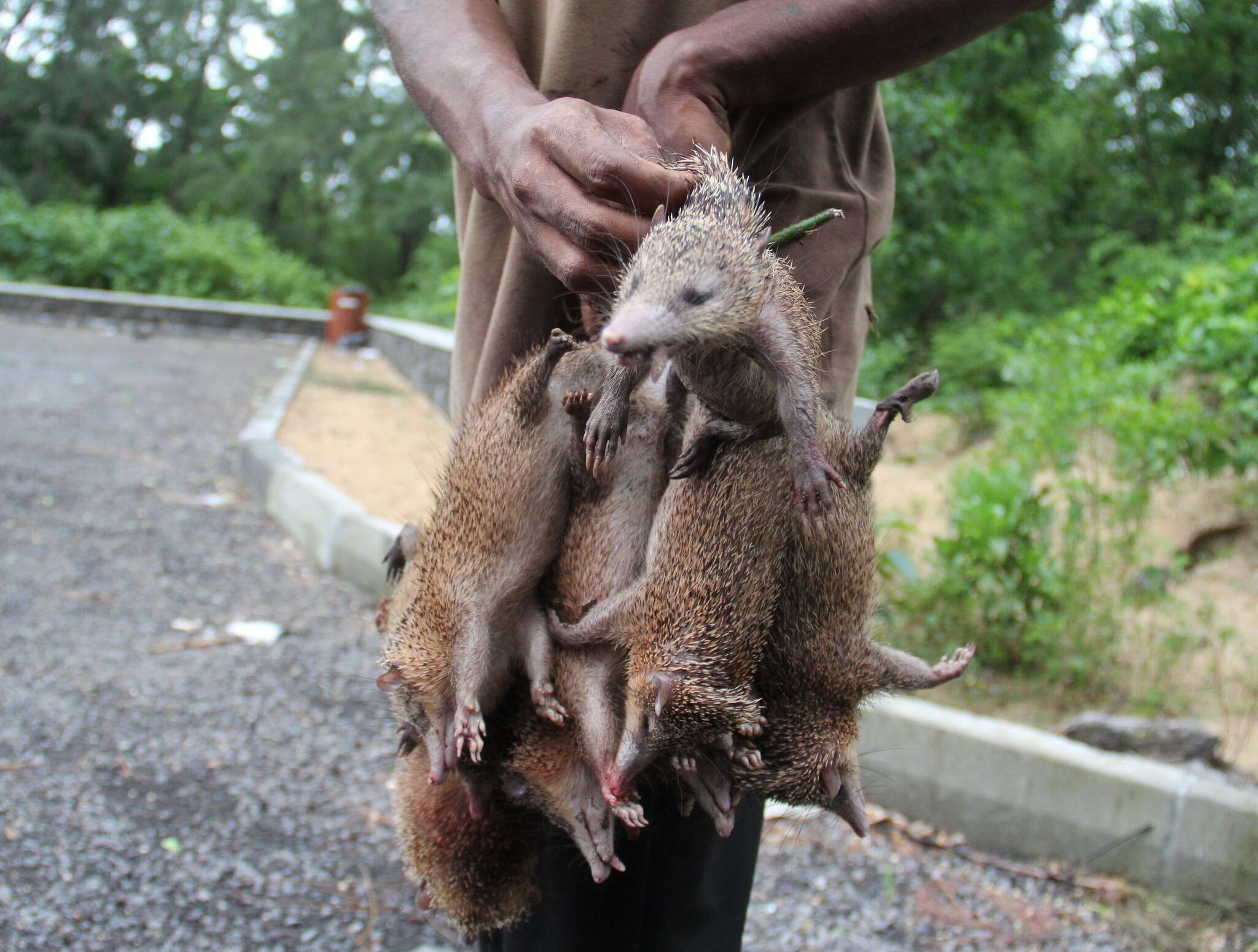 Image of Common Tenrec