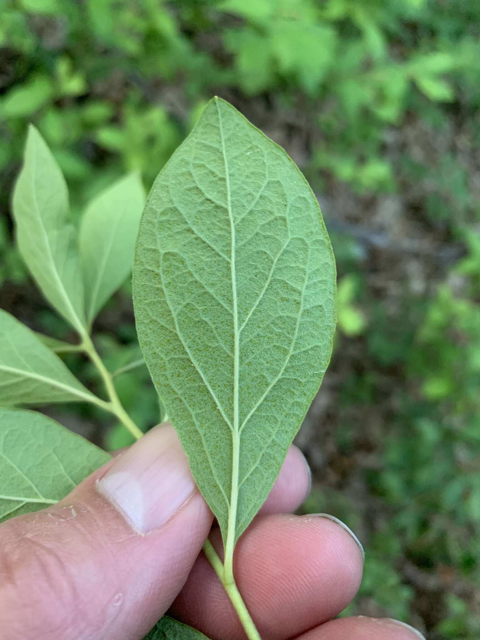 Image of blue huckleberry